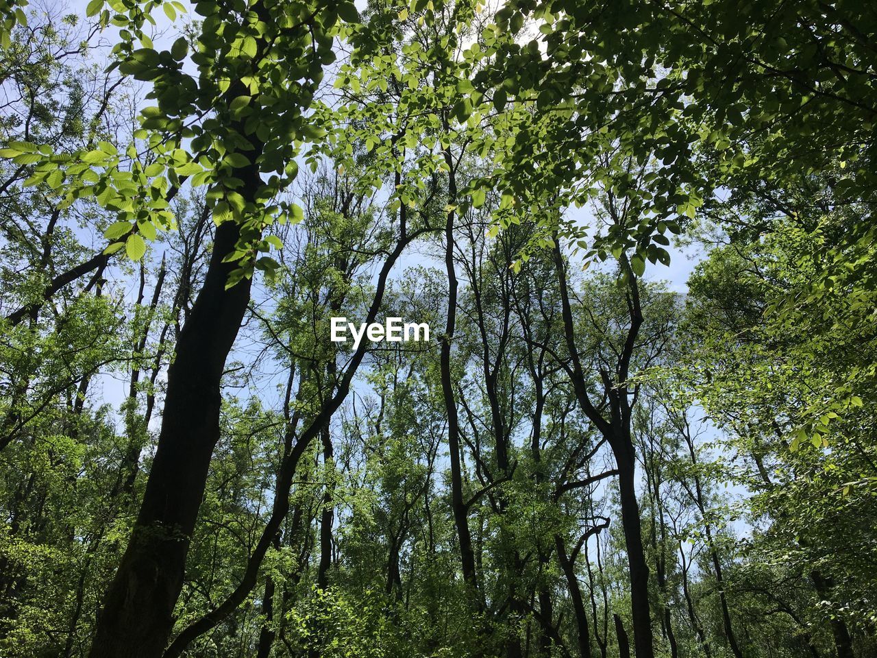 LOW ANGLE VIEW OF TREES GROWING IN FOREST