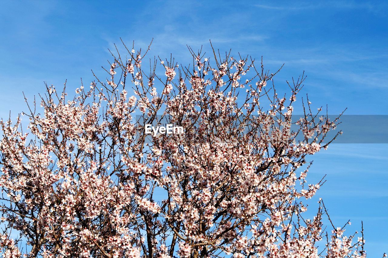 Low angle view of blooming tree against blue sky