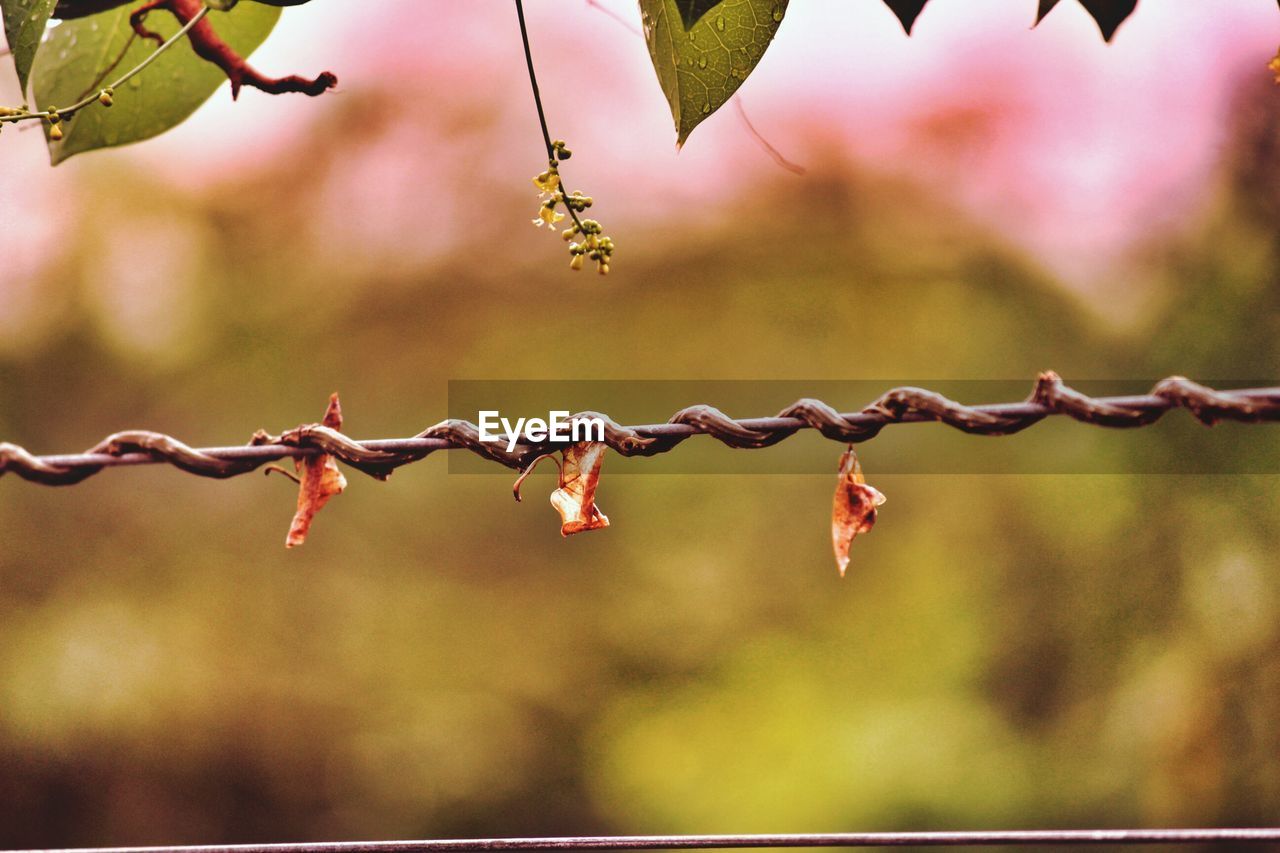 CLOSE UP OF BARBED WIRE