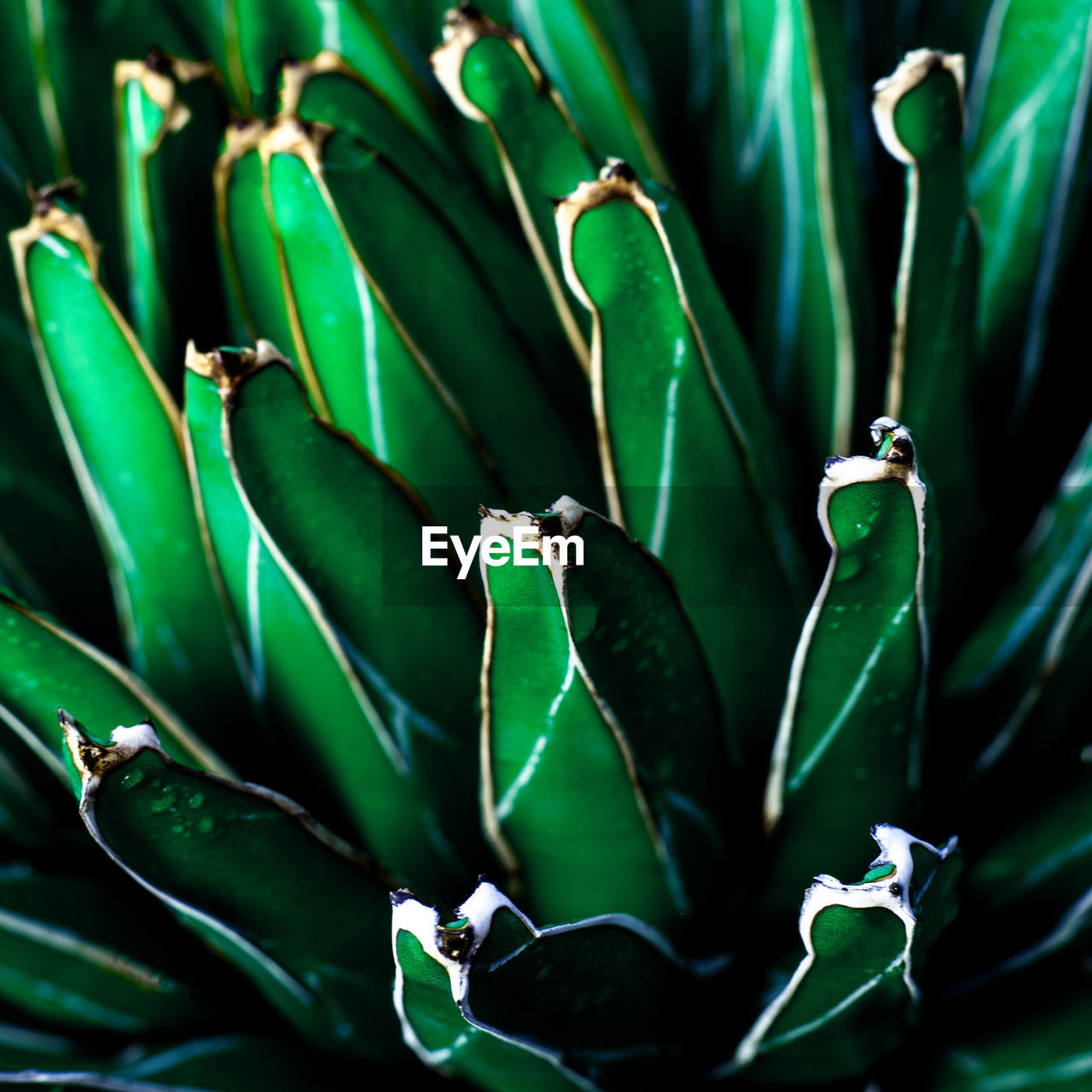 FULL FRAME SHOT OF PLANT