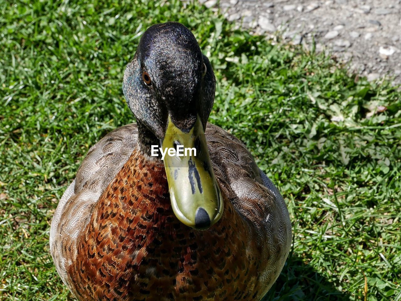 HIGH ANGLE VIEW OF A BIRD ON FIELD