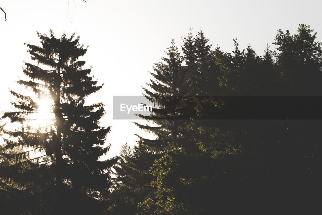 Silhouette trees in forest against clear sky