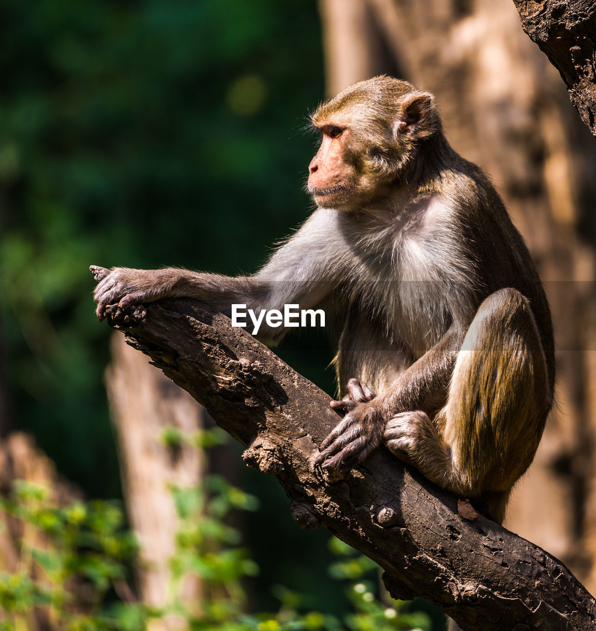 CLOSE-UP OF MONKEY SITTING ON ROCK