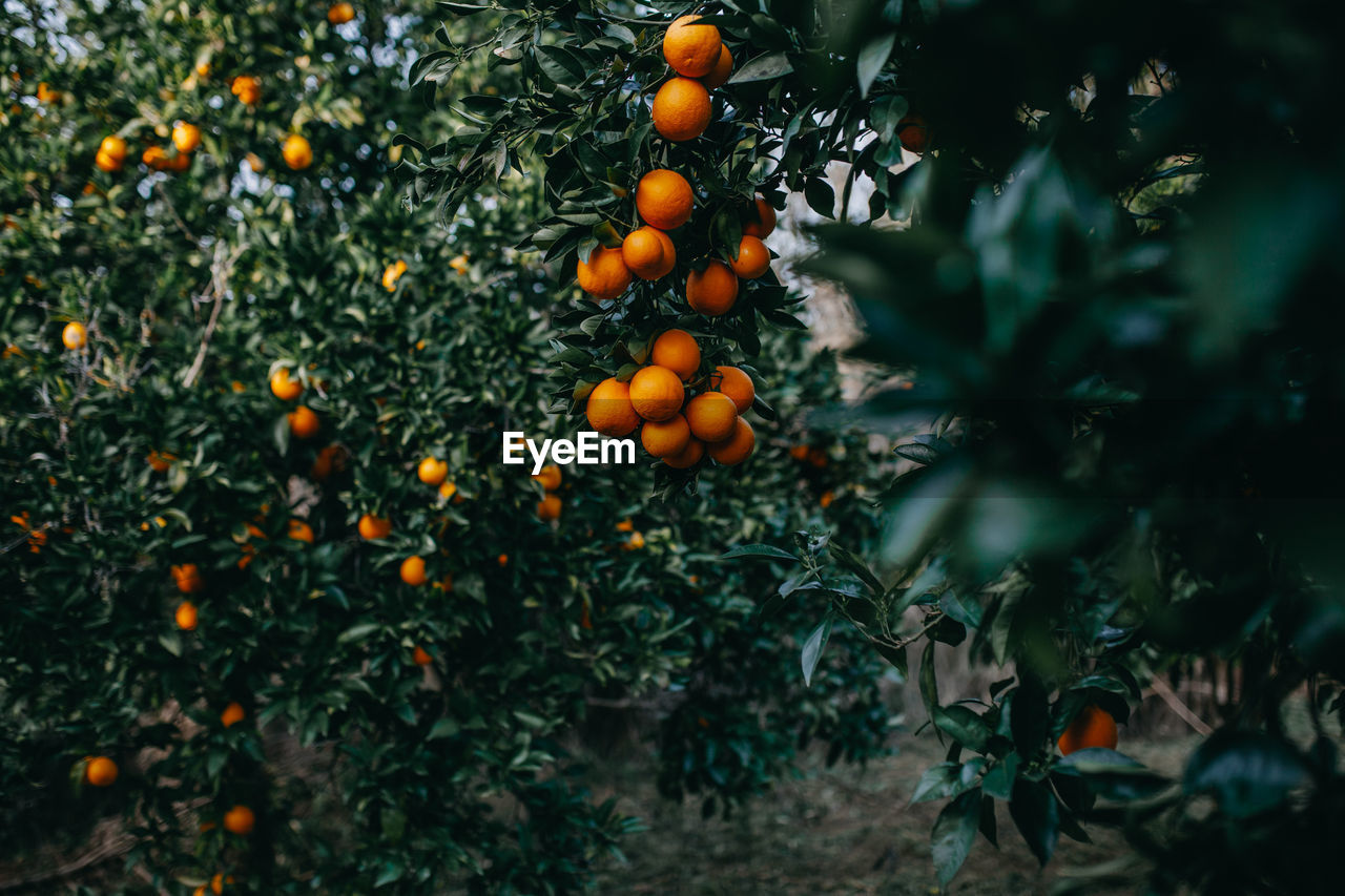 Orange fruits on tree
