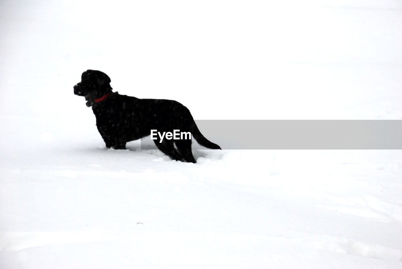 BLACK DOG ON SNOW COVERED FIELD
