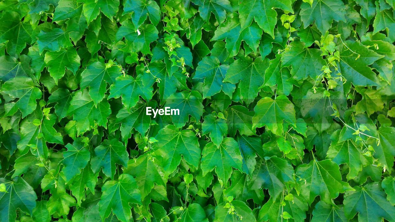 CLOSE-UP OF PLANTS