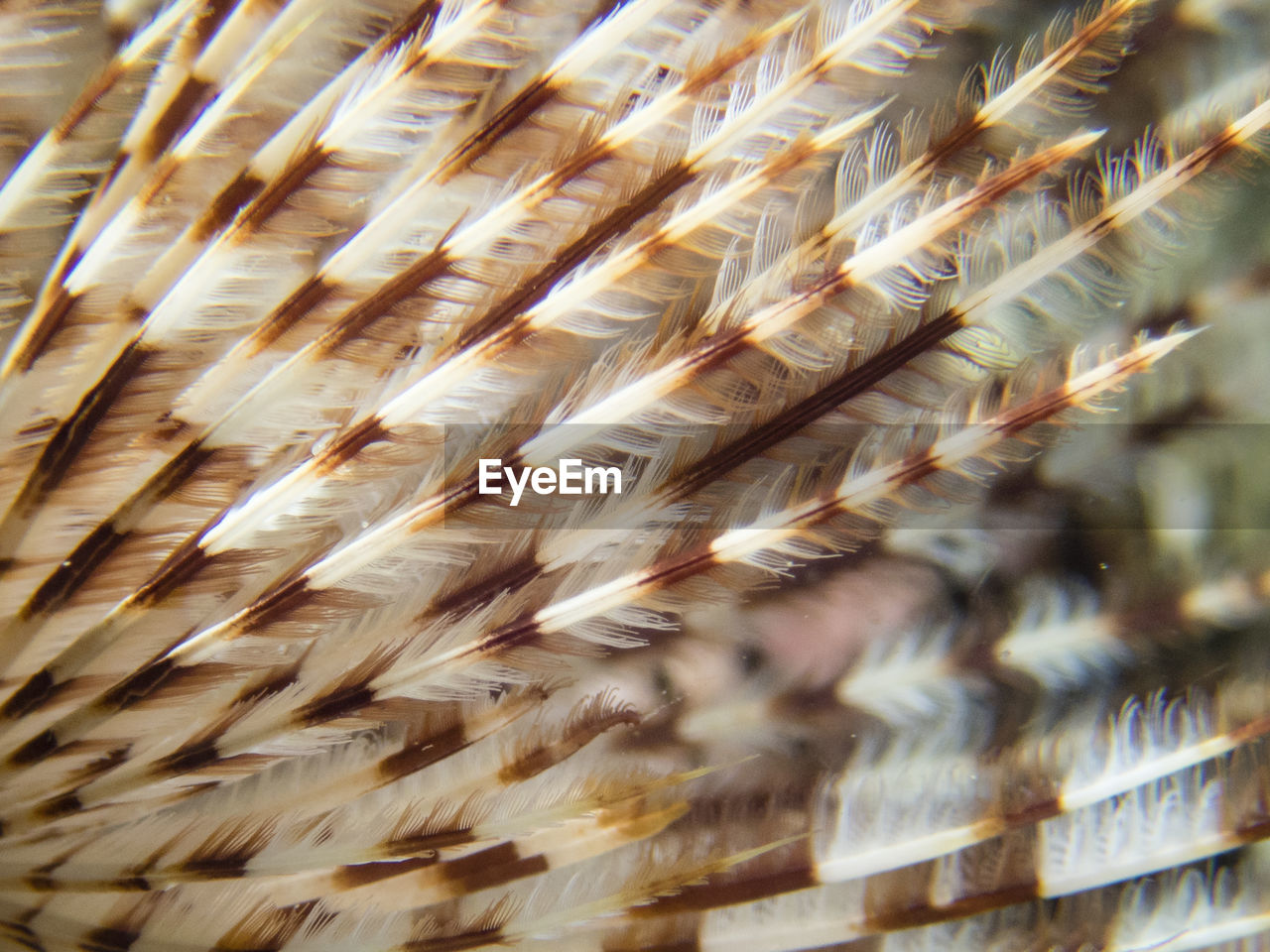 Close-up of feathers