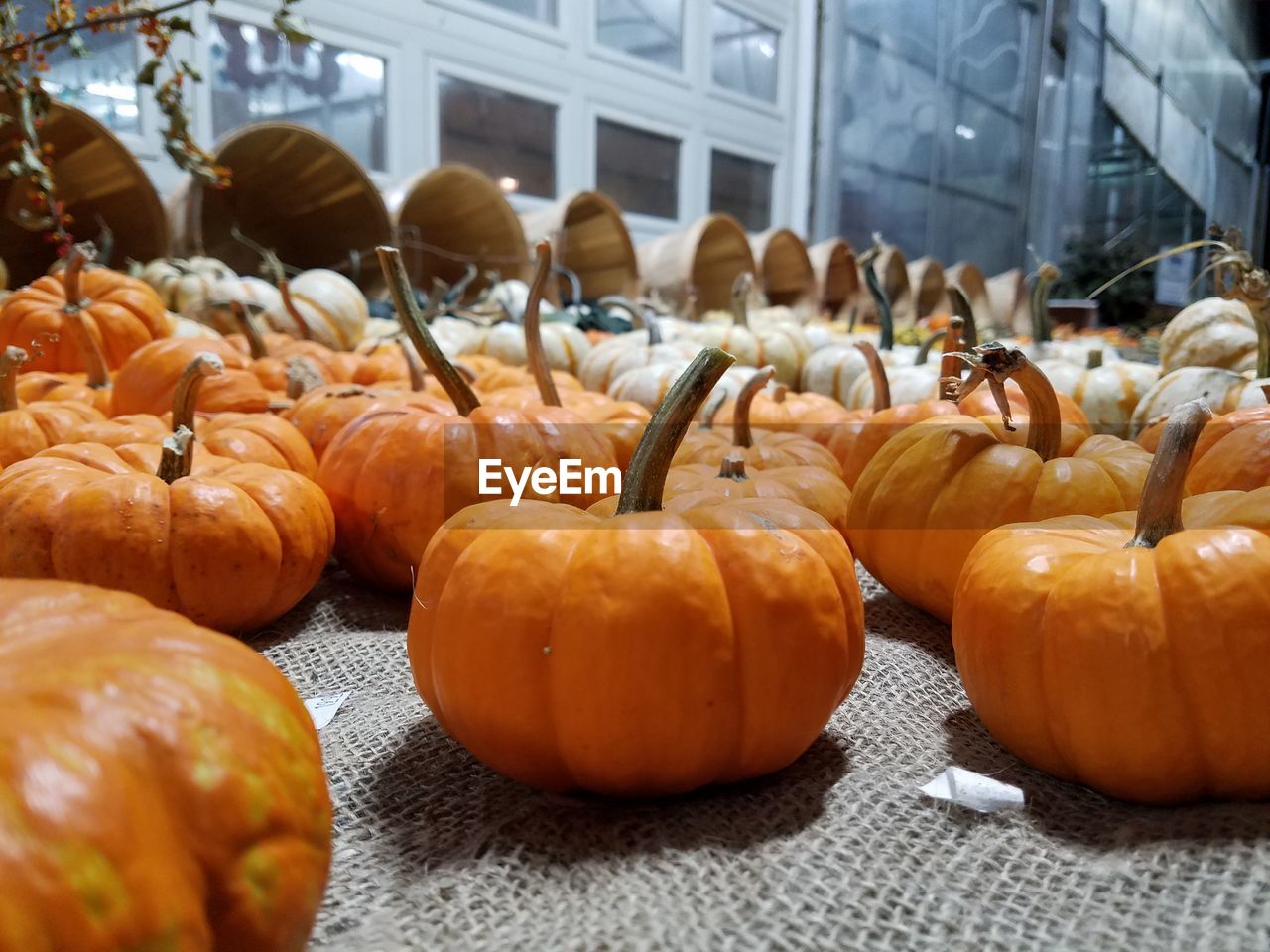 Fresh pumpkins on jute at factory
