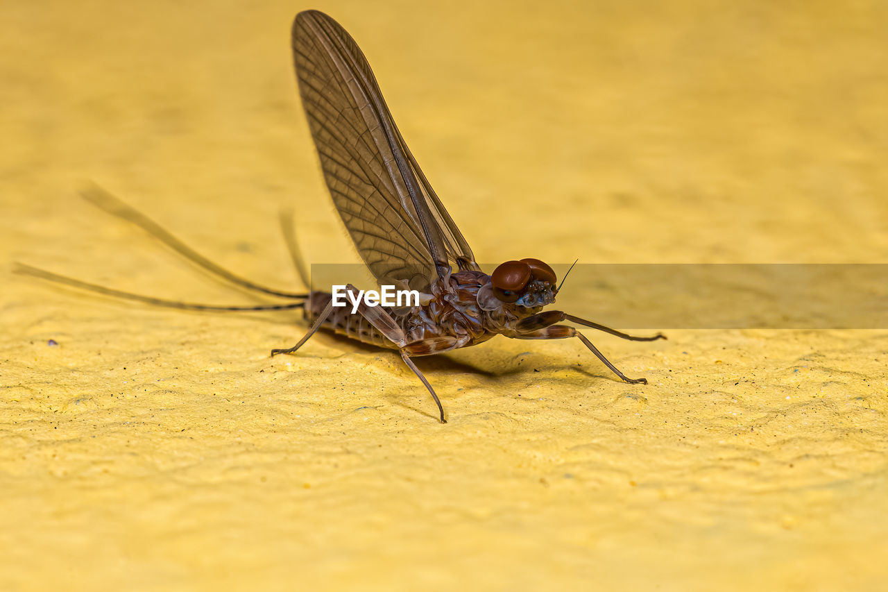close-up of damselfly on rock