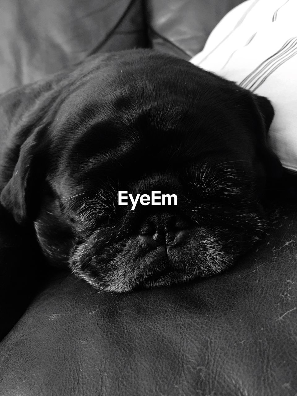 PORTRAIT OF PUPPY SLEEPING ON BED AT HOME