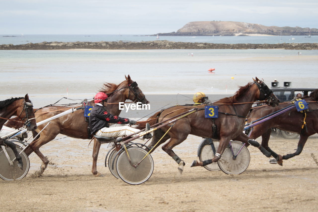 horse, animal, animal themes, transportation, animal wildlife, mammal, domestic animals, horse harness, water, land, group of animals, sea, beach, mode of transportation, livestock, working animal, pet, nature, harness racing, activity, vehicle, pack animal, horse cart, day, travel, sky, horsedrawn, cart, two animals, sand, scenics - nature, outdoors, saddle, sports, side view, riding, environment, travel destinations, motion, animal sports
