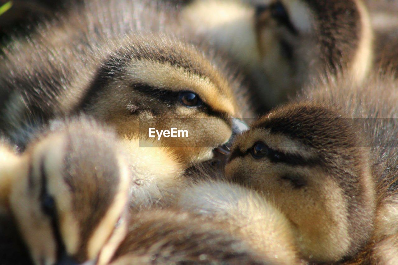 Large group of baby ducks