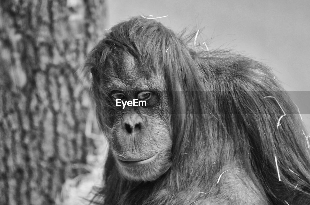 Portrait of orangutan in zoo