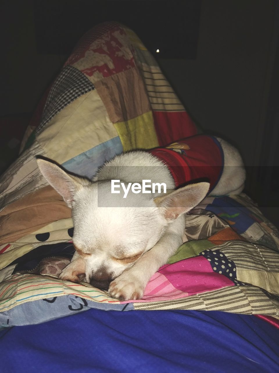 CLOSE-UP OF DOG SLEEPING ON BED