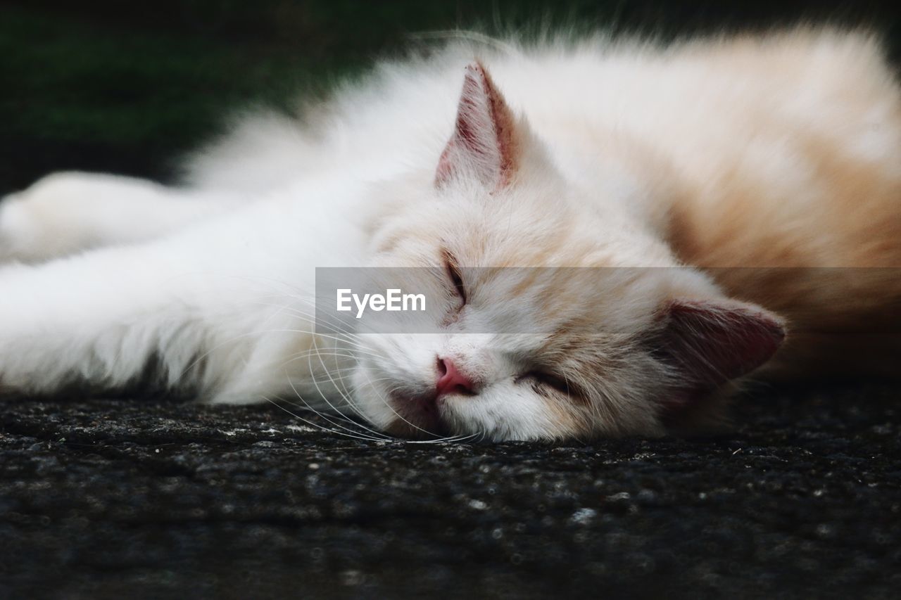 animal, animal themes, mammal, pet, domestic animals, cat, domestic cat, one animal, feline, relaxation, whiskers, lying down, sleeping, white, kitten, nose, eyes closed, small to medium-sized cats, resting, skin, tired, felidae, no people, animal body part, close-up, animal hair, portrait, selective focus, facial expression