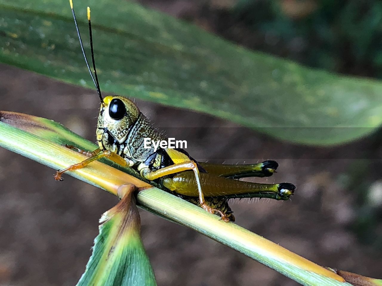 CLOSE-UP OF INSECT