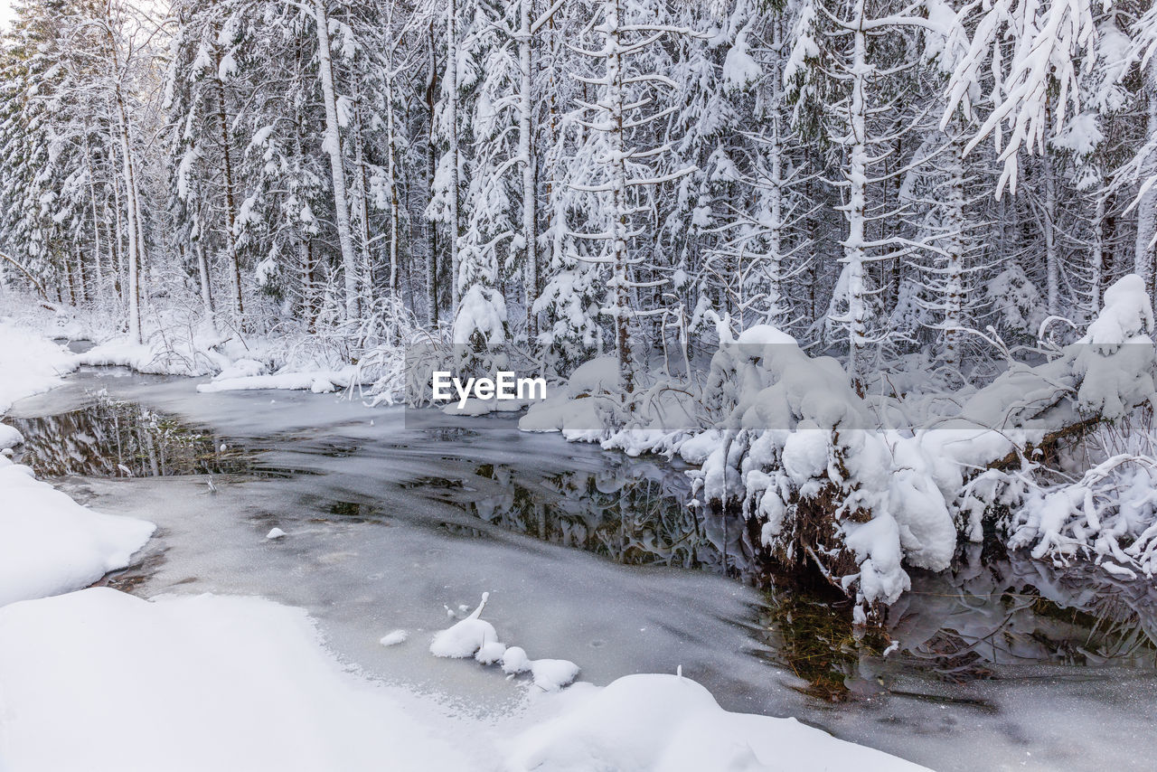 snow covered trees in forest