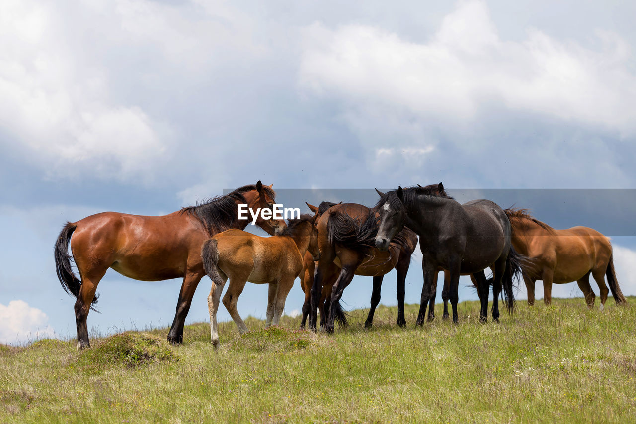 Horses standing on field against cloudy sky