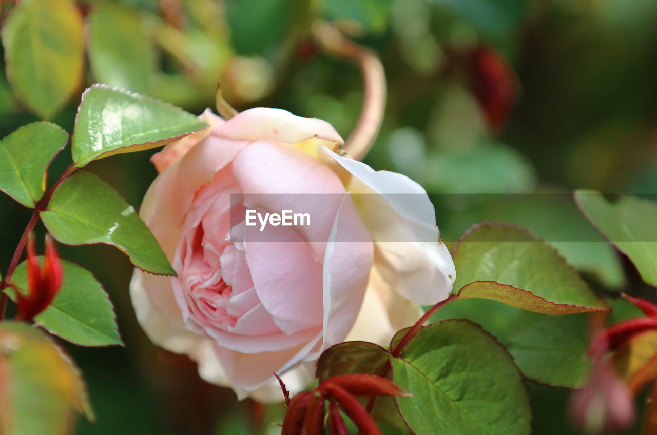 CLOSE-UP OF PINK ROSE FLOWER