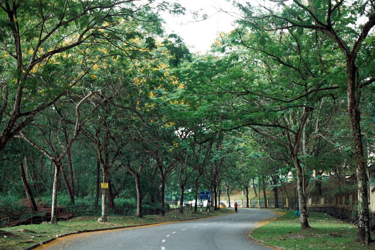 Empty road along trees