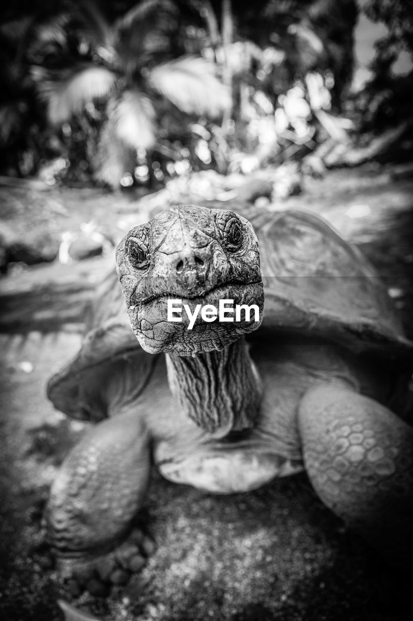 Close-up of a giant tortoise 