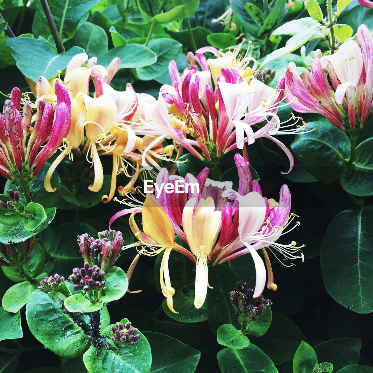 Close-up of honeysuckles blooming outdoors