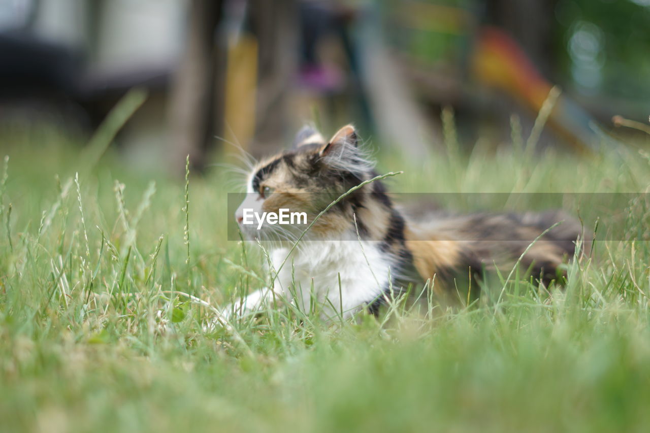 Cat looking away on field