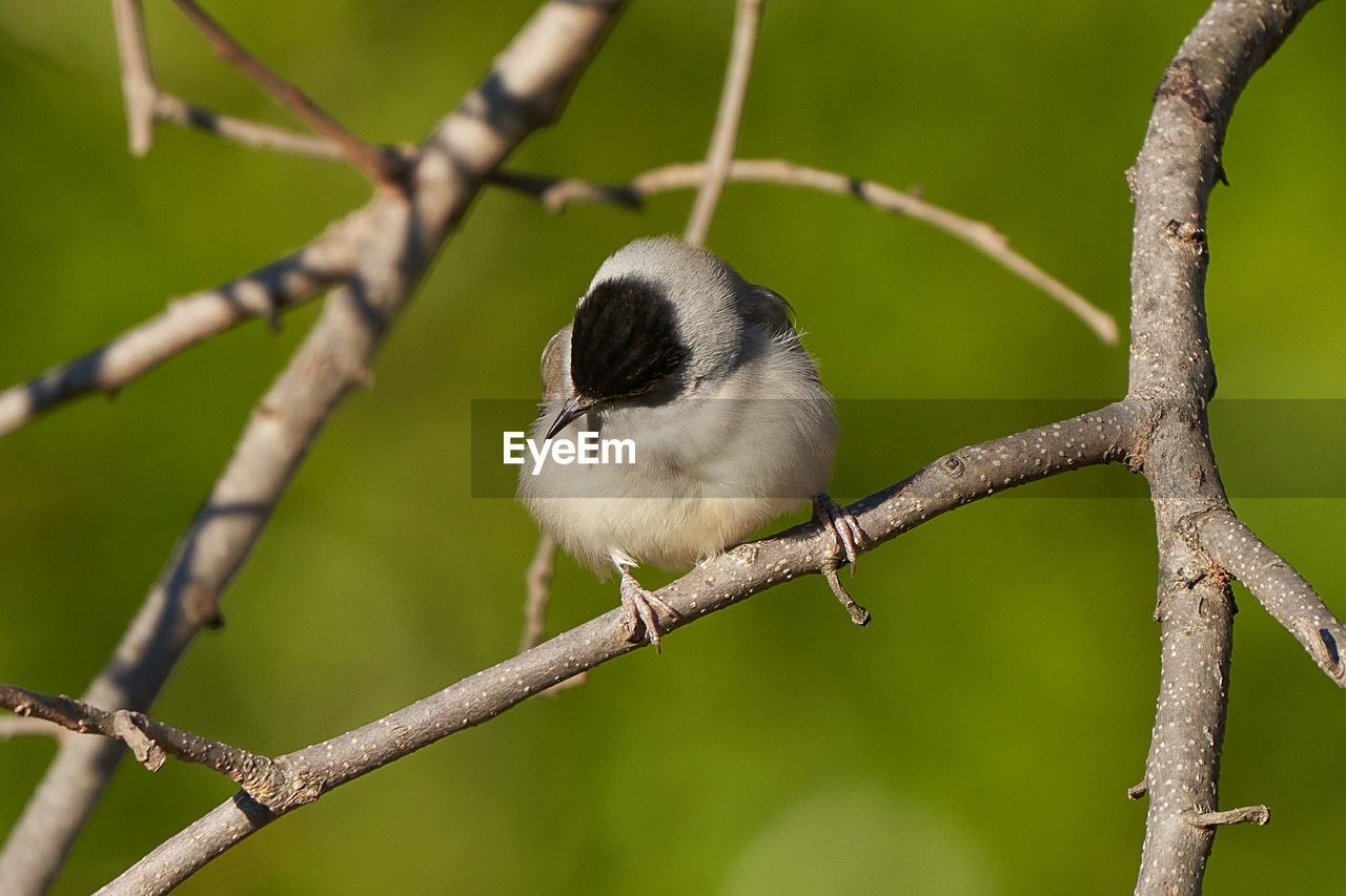 CLOSE-UP OF BIRD PERCHING ON A BRANCH