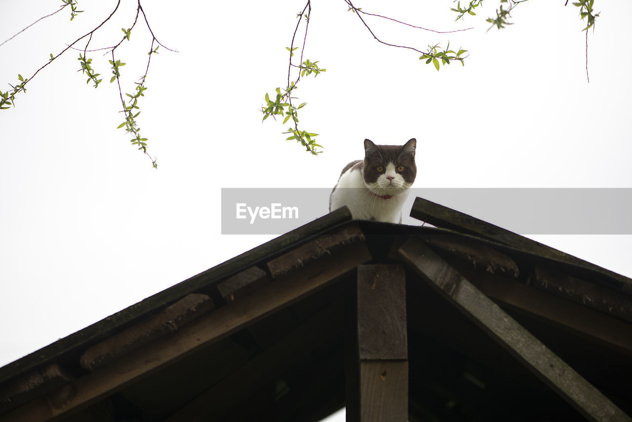 LOW ANGLE VIEW OF A CAT ON THE WALL