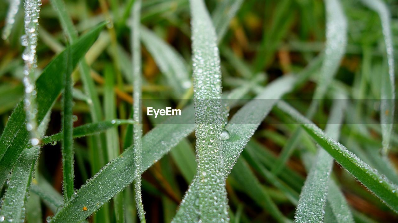 CLOSE-UP OF PLANT