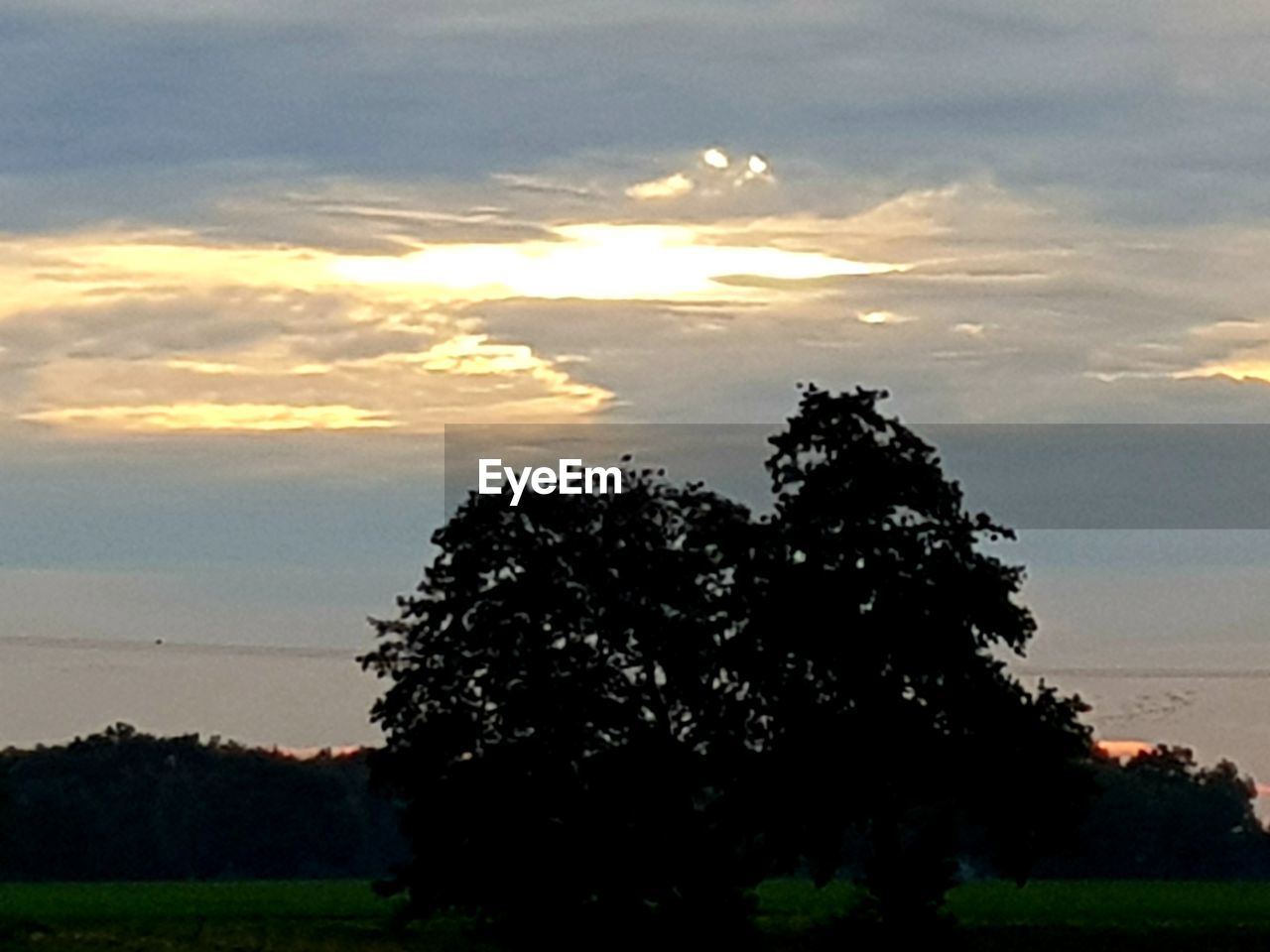 SILHOUETTE TREE AGAINST SKY DURING SUNSET