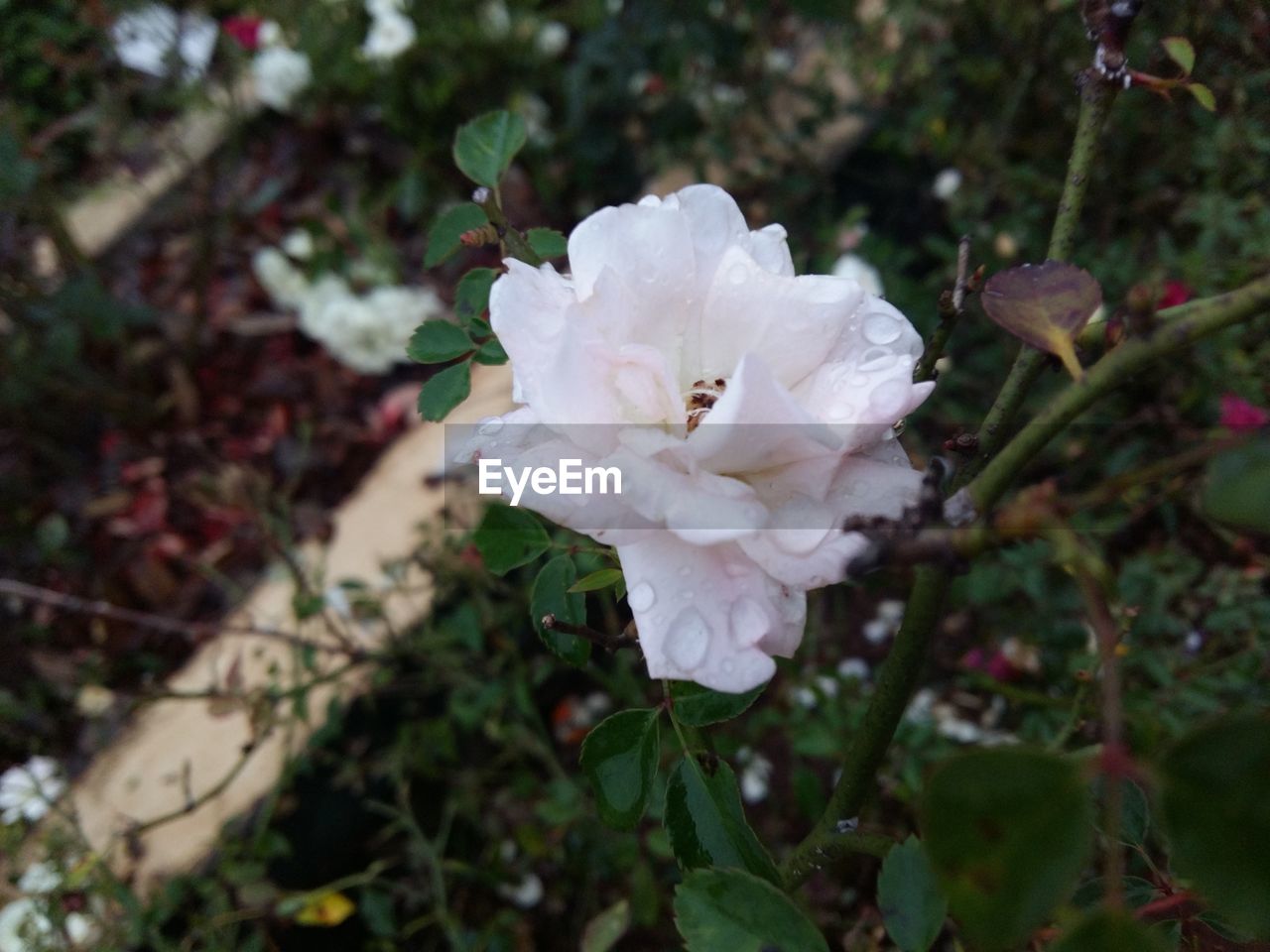 CLOSE-UP OF WHITE FLOWER