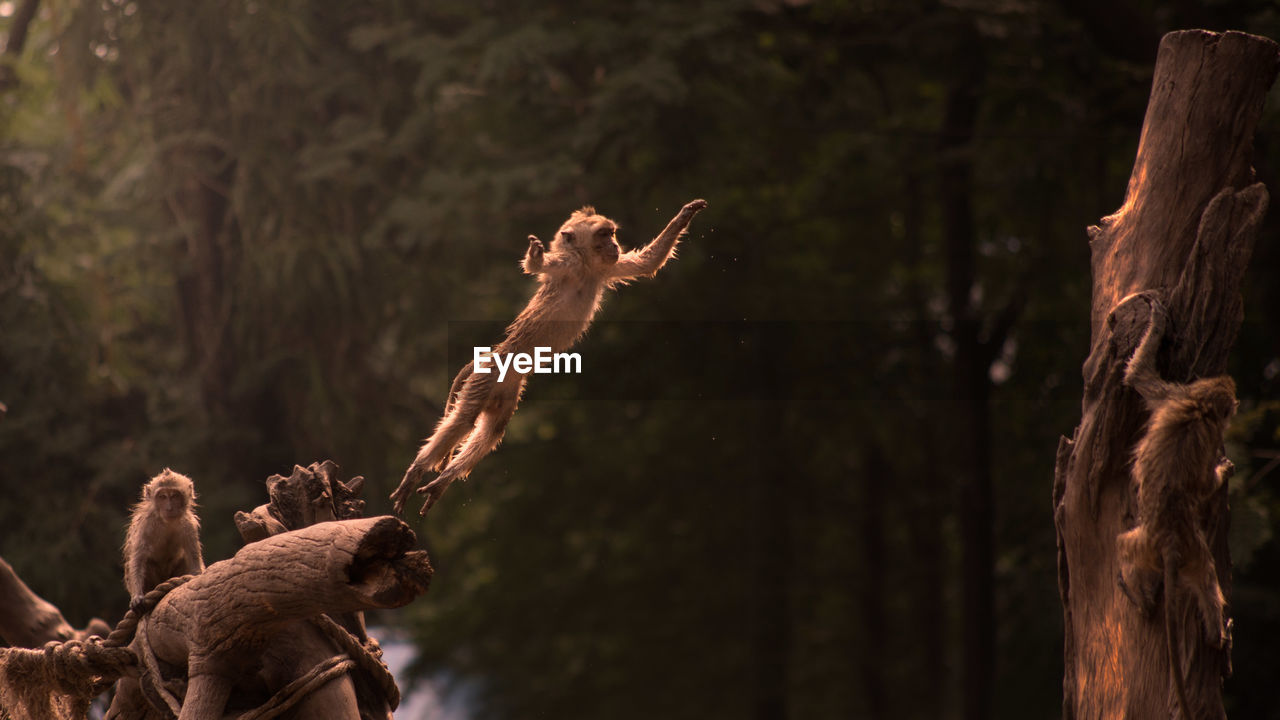 Monkey jumping on tree stump in forest