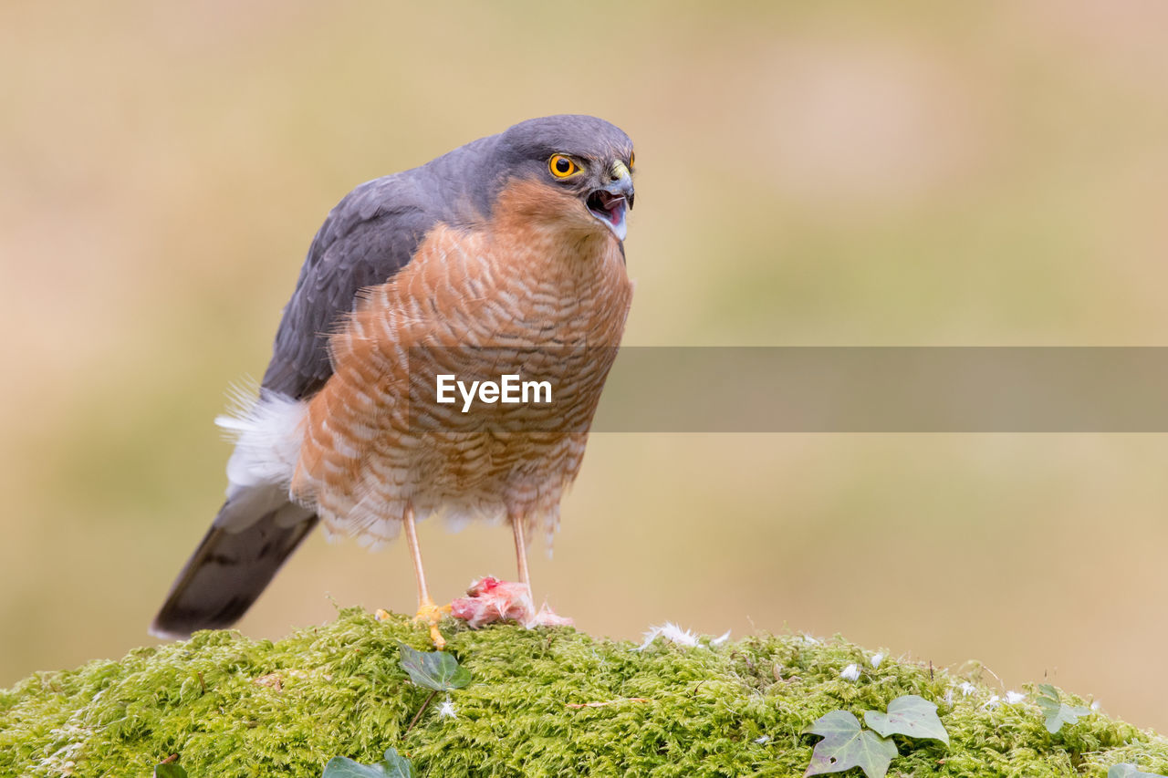 Close-up of bird perching outdoors