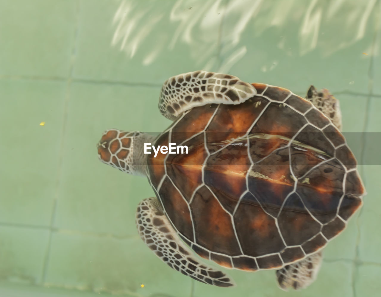 CLOSE-UP OF TURTLE IN SEA