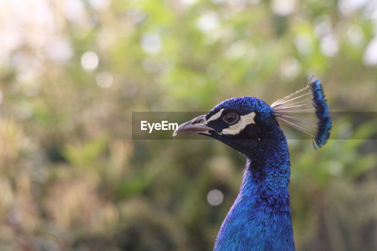 CLOSE-UP OF A PEACOCK OUTDOORS