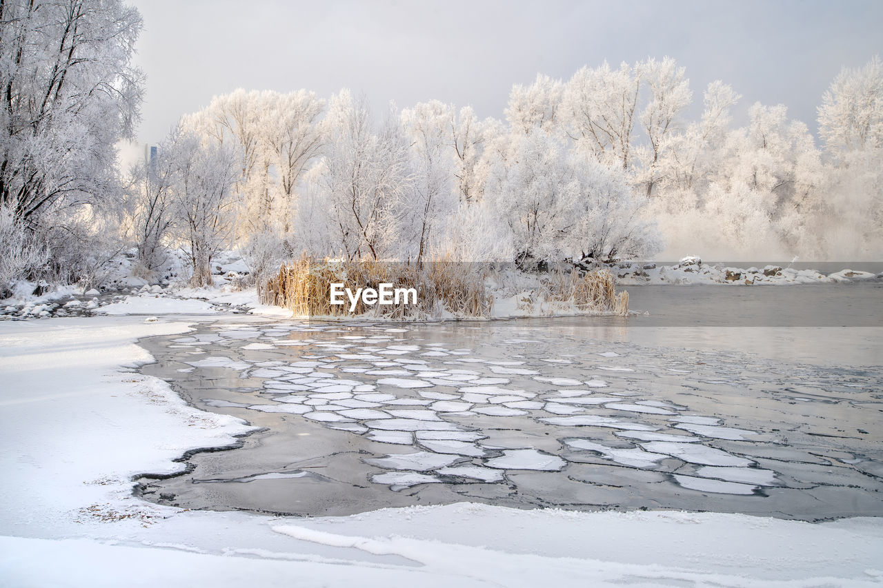 FROZEN TREES AGAINST SKY DURING WINTER