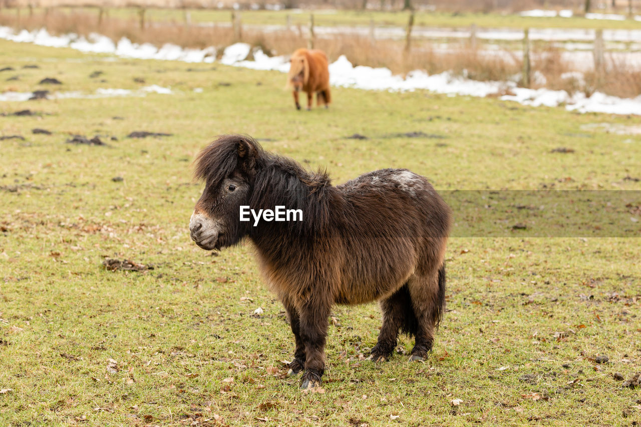 SHEEP STANDING IN A FARM