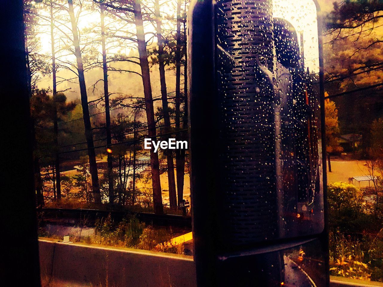 CLOSE-UP OF TREE AGAINST WINDOW IN FOREST