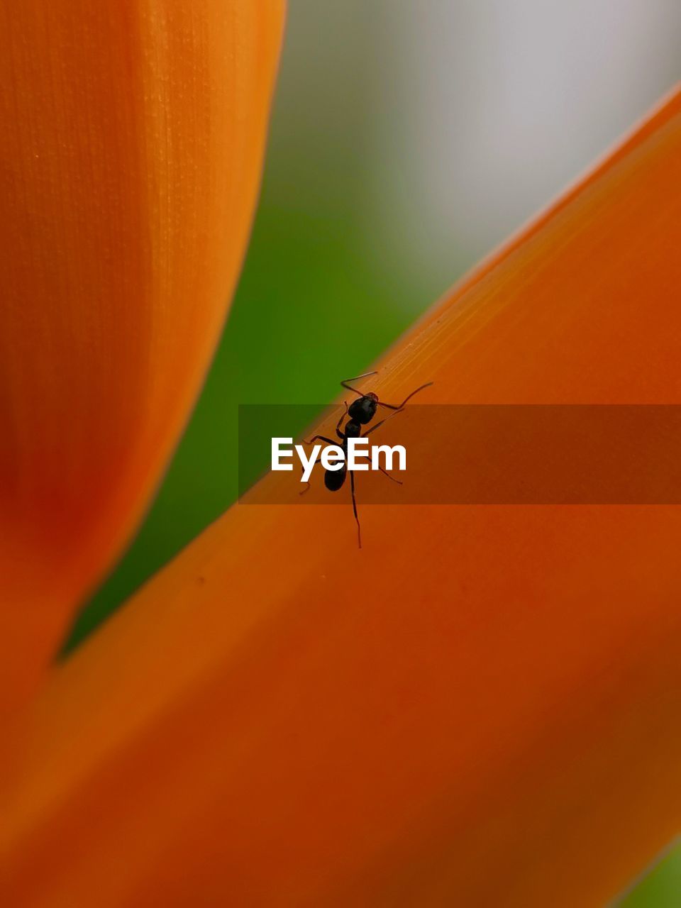 Close-up of carpenter ant on orange leaves. 