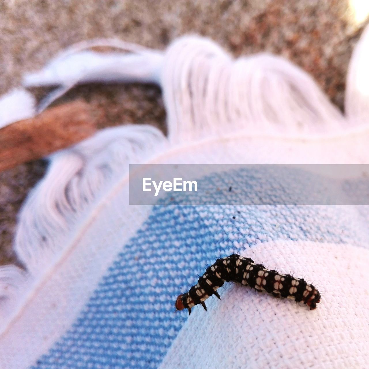 Close-up of caterpillar on fabric