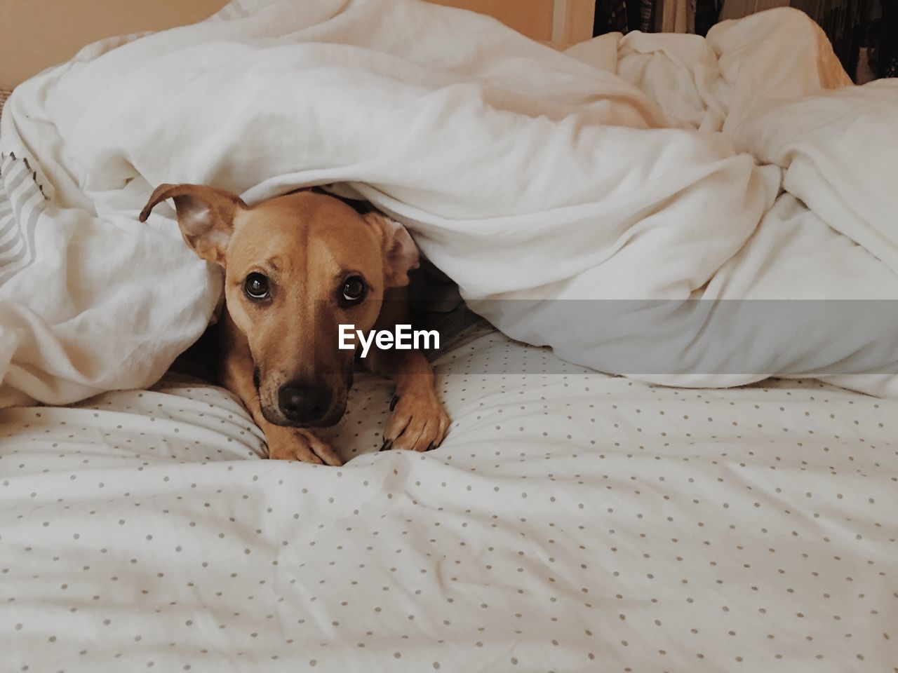 Portrait of dog relaxing on bed