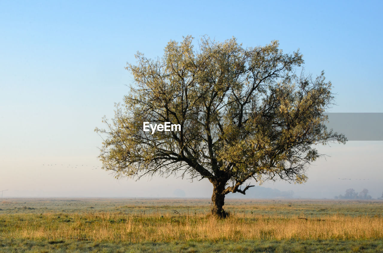 Tree on field against clear sky