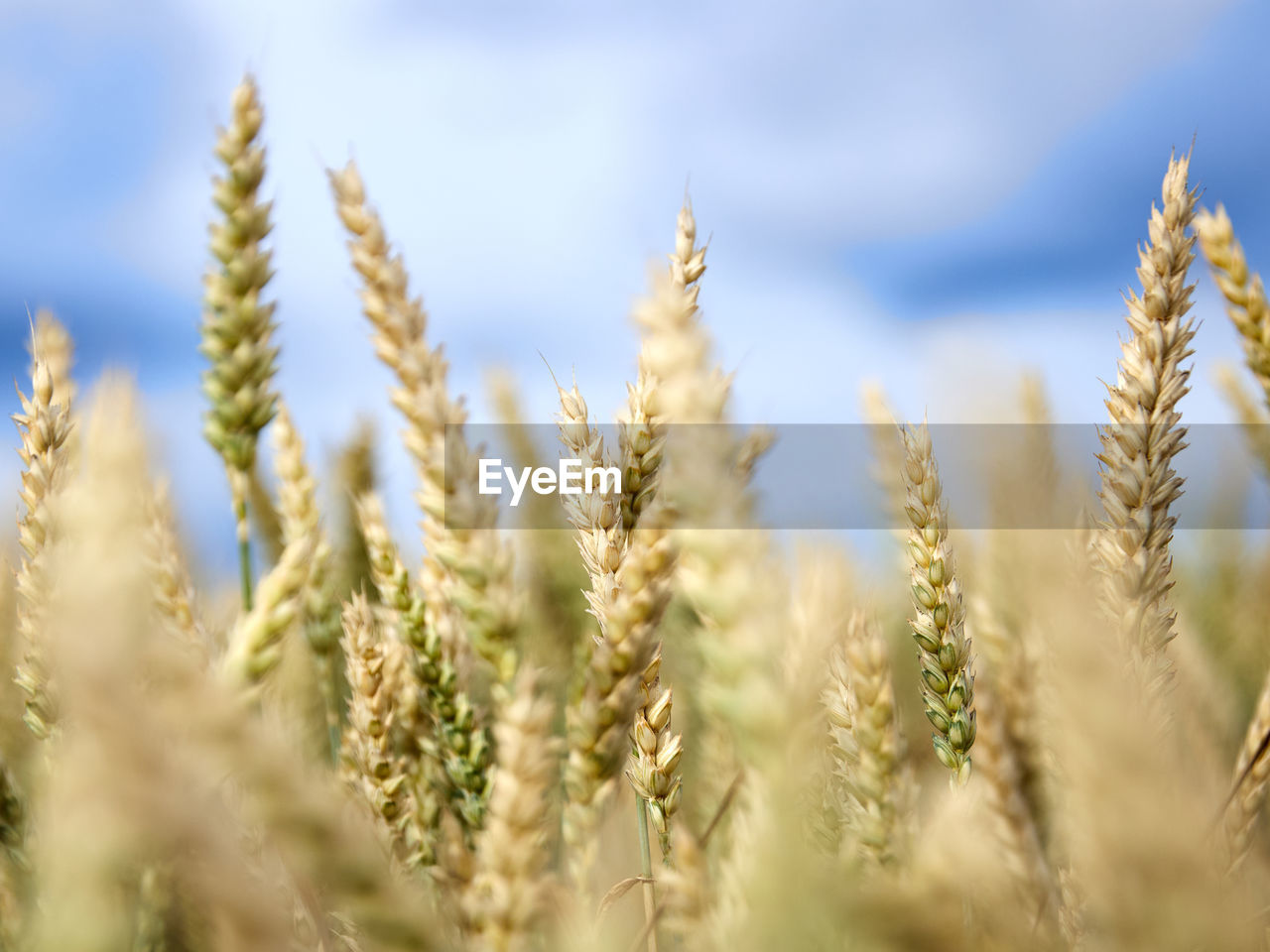 agriculture, cereal plant, crop, plant, rural scene, landscape, food, field, growth, land, sky, nature, wheat, summer, farm, food and drink, beauty in nature, environment, barley, close-up, harvesting, food grain, no people, backgrounds, gold, whole grain, ripe, cultivated, macro, grass, organic, selective focus, plant stem, cloud, corn, blue, extreme close-up, seed, scenics - nature, outdoors, copy space, emmer, vibrant color, yellow, sunlight, einkorn wheat, triticale, food staple, idyllic, freshness