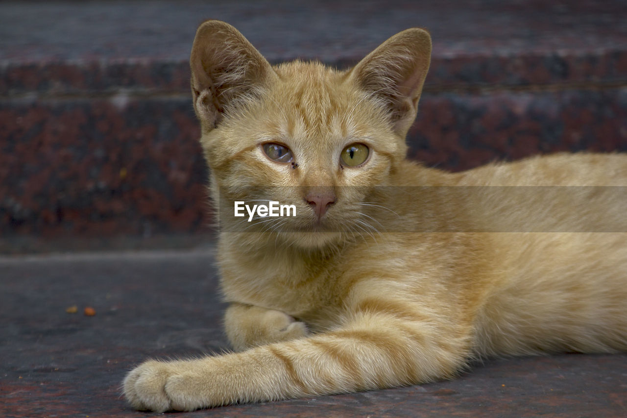 PORTRAIT OF GINGER CAT SITTING ON FLOOR