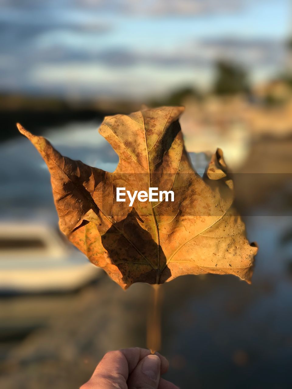 Close-up of hand holding maple leaf in autumn