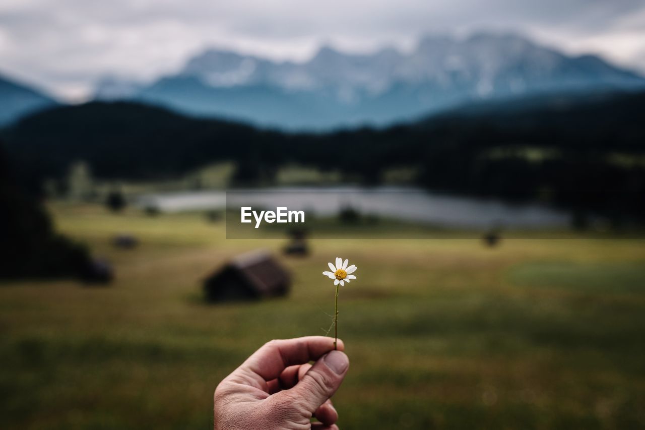 Cropped hand of person holding flower outdoors