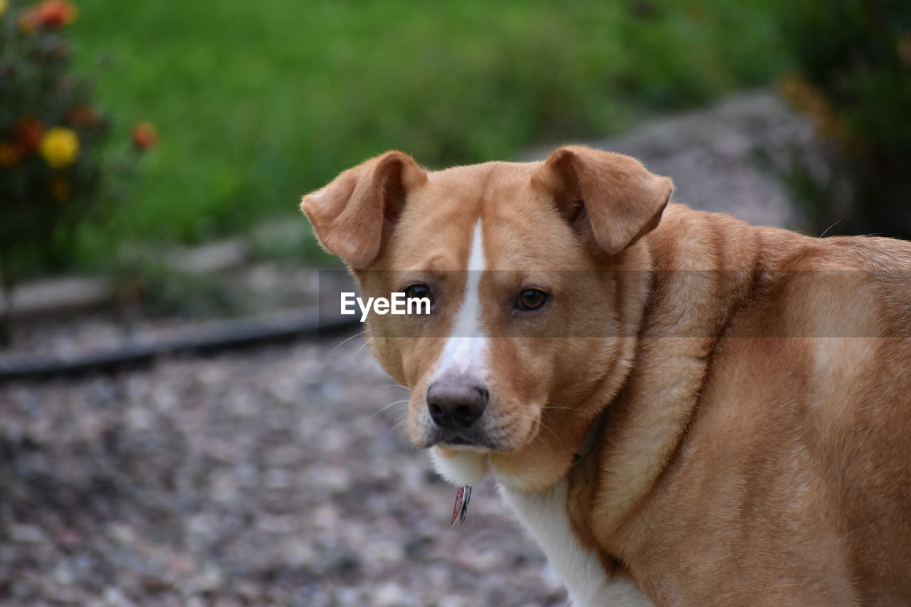 PORTRAIT OF DOG LOOKING AT PARK