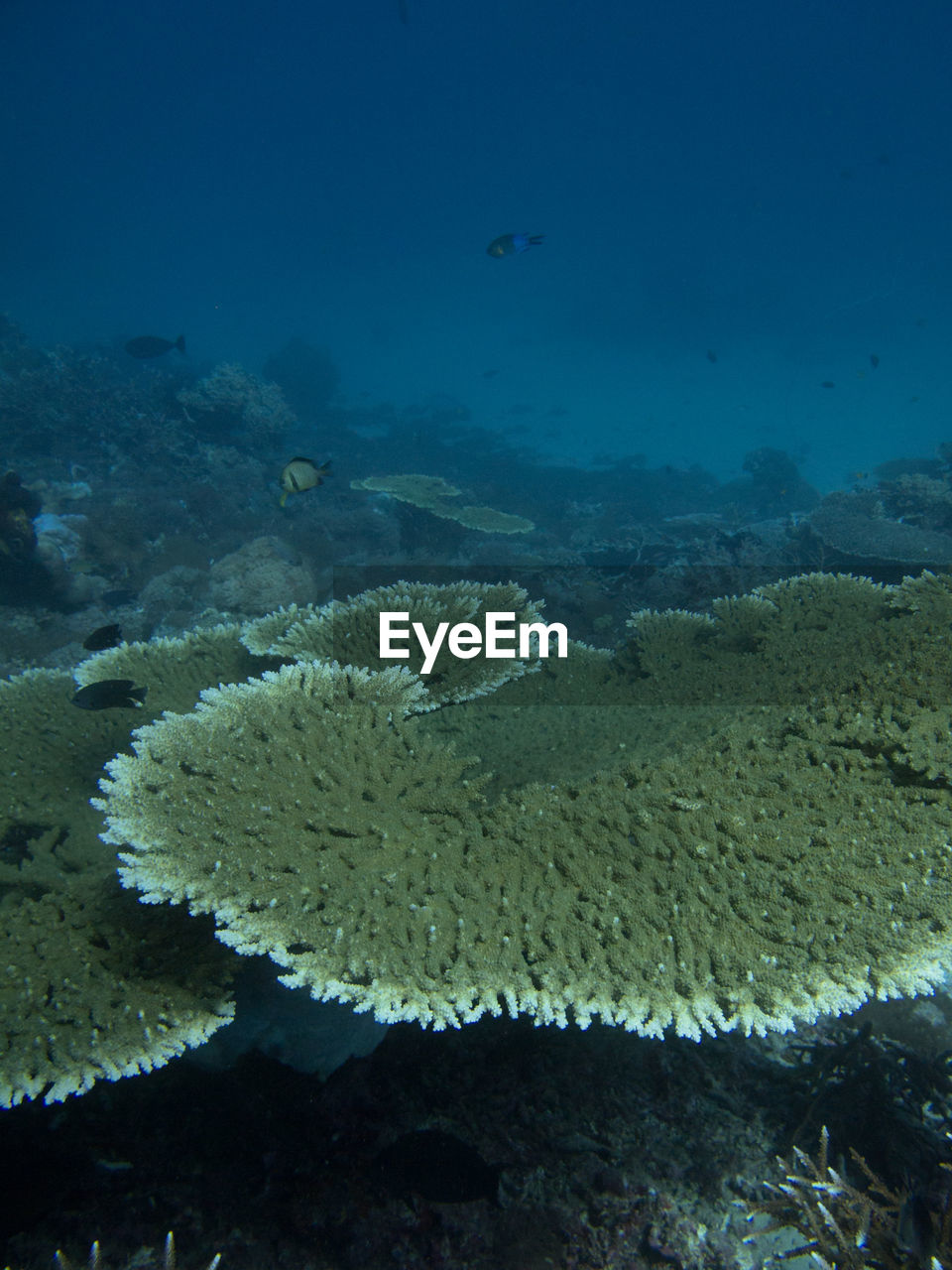 VIEW OF SEA AND FISH SWIMMING