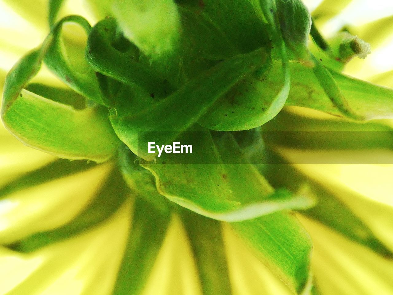 CLOSE-UP OF GREEN PLANT ON LEAF